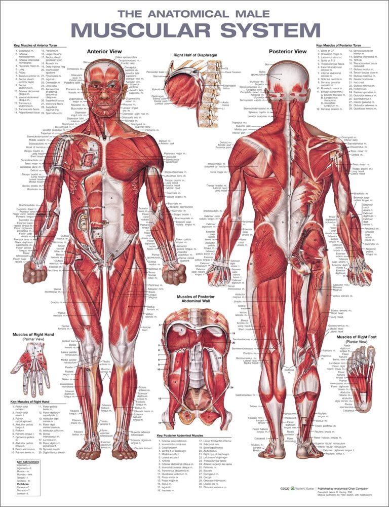 Amazon The Muscular System Anatomical Chart Laminated Nursery Anatomical Chart Company Industrial Scientific