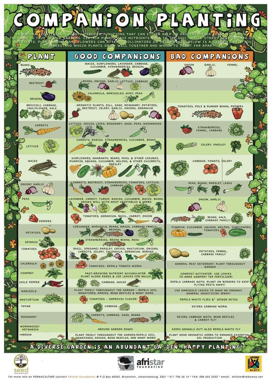 Plant Compatibility Chart Printable
