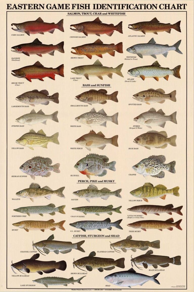 Eastern Gamefish Species Identification Poster And Chart Detailed Fish Identification Guide For Anglers Charting Nature