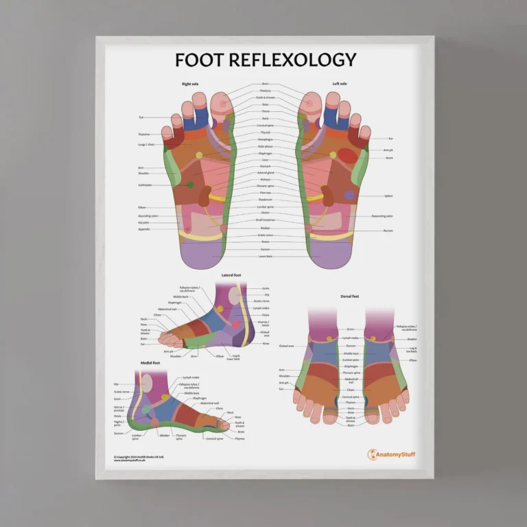 Foot Reflexology Poster Zone Therapy Feet Massage AnatomyStuff