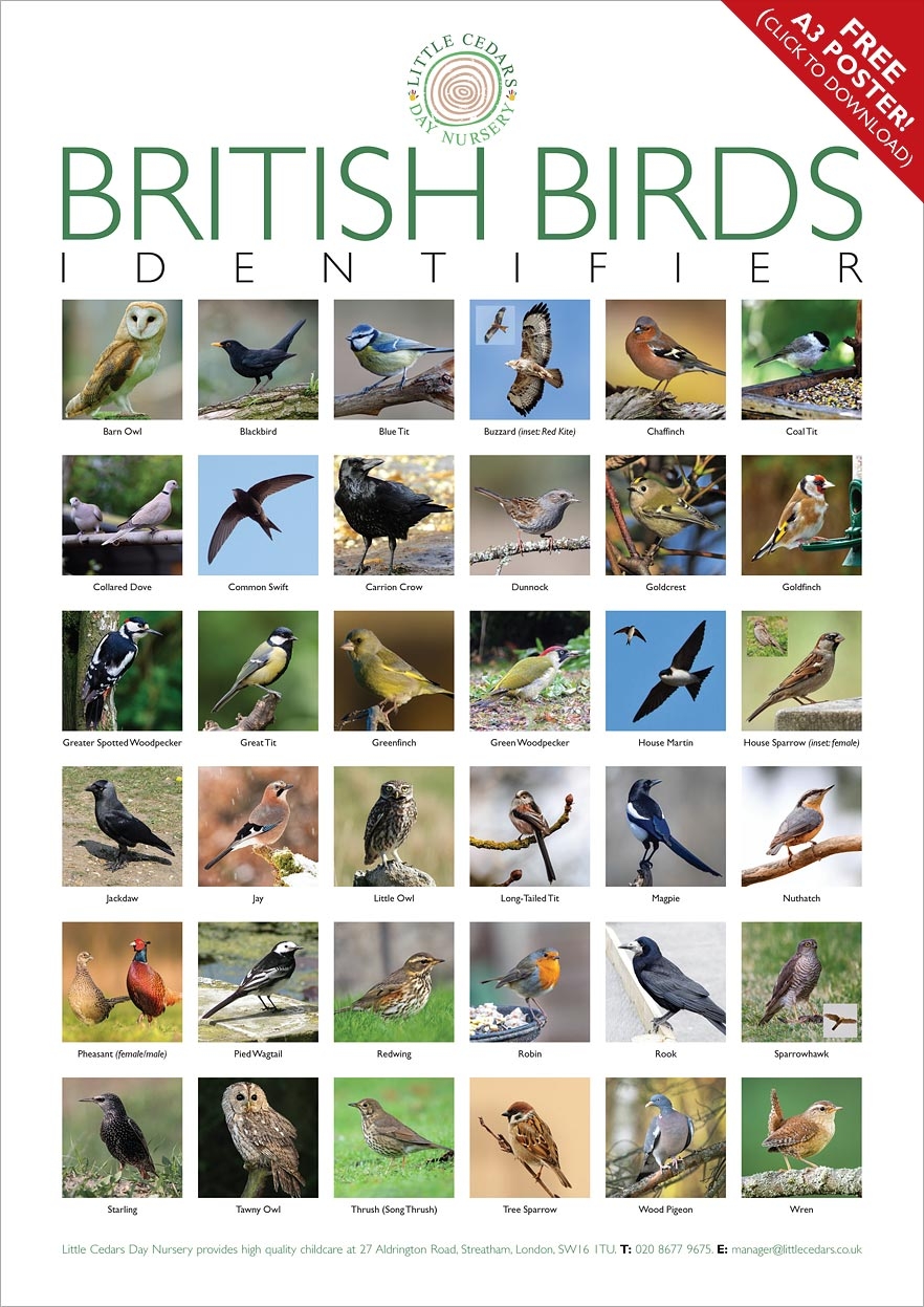 Bird Identification Chart Printable Uk