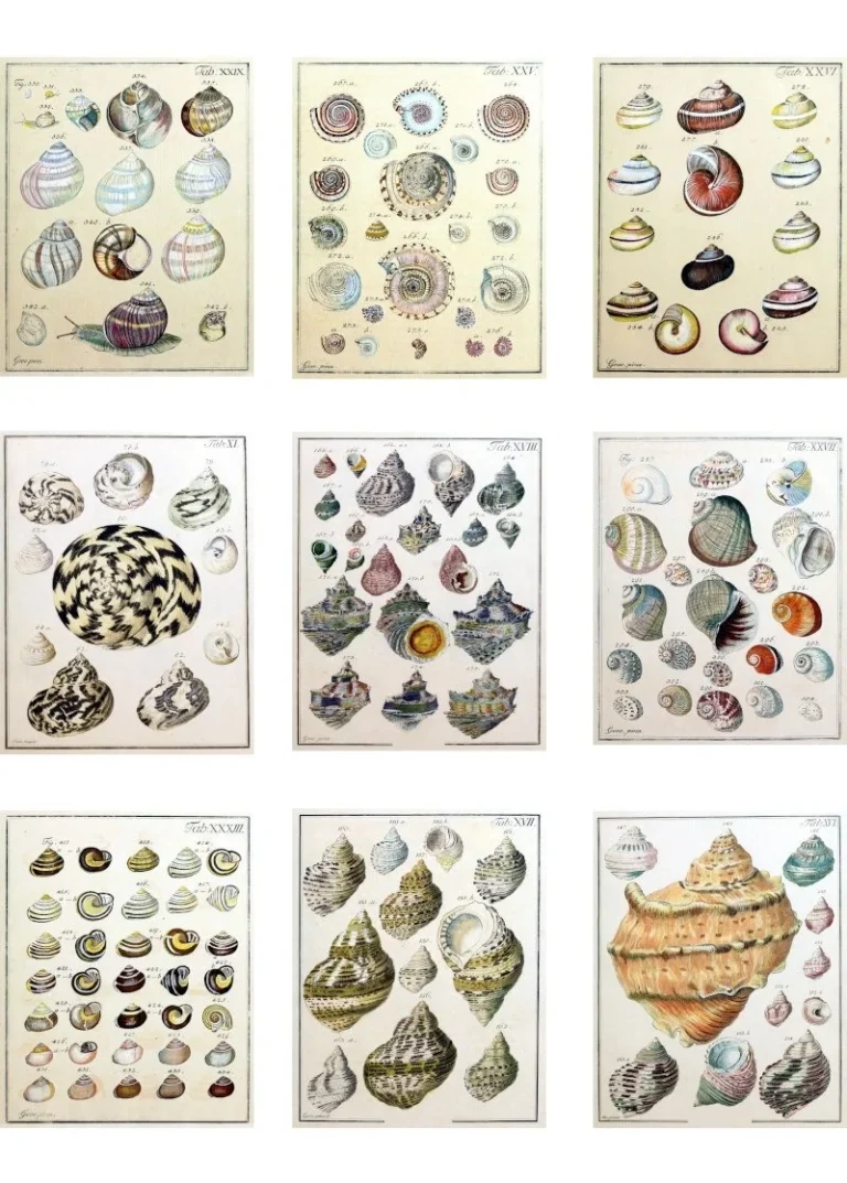 Free Seashell Ephemera Printables The Art Scavenger