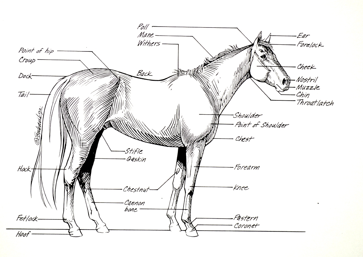 Printable Horse Anatomy Chart