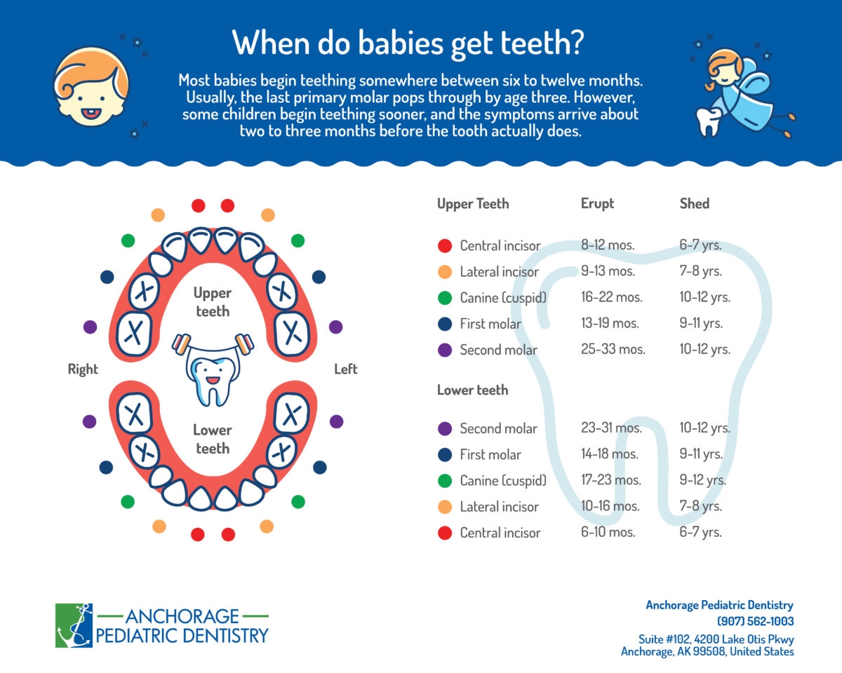 Pediatric Tooth Numbering Chart Free Printable