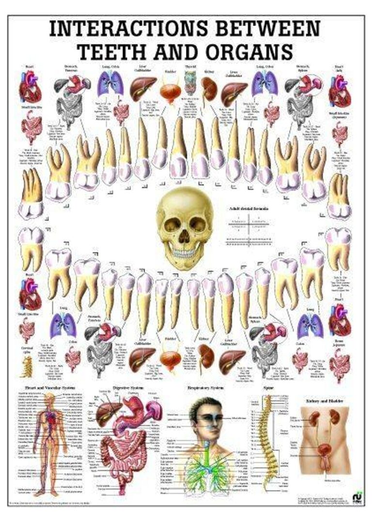 Rudiger Anatomie Correlation Between Teeth And Organs Laminated Anatomy Chart Anatomy Warehouse