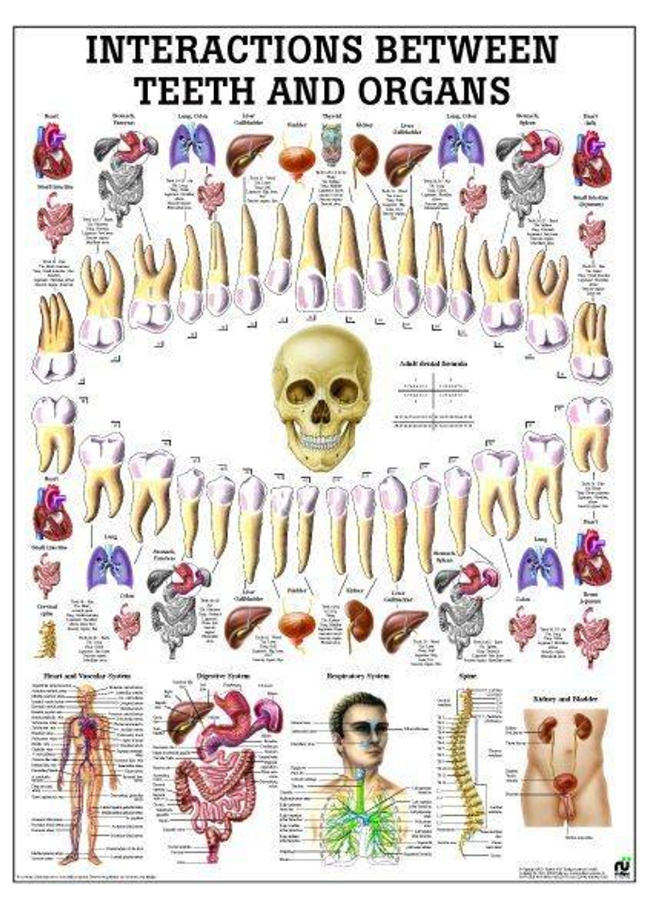 Printable Tooth Organ Chart
