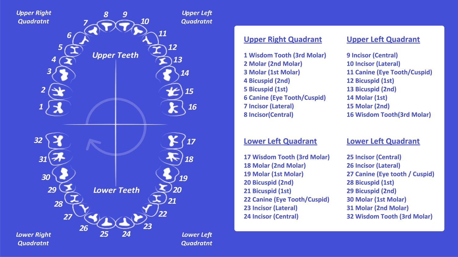 Free Printable Tooth Chart With Numbers